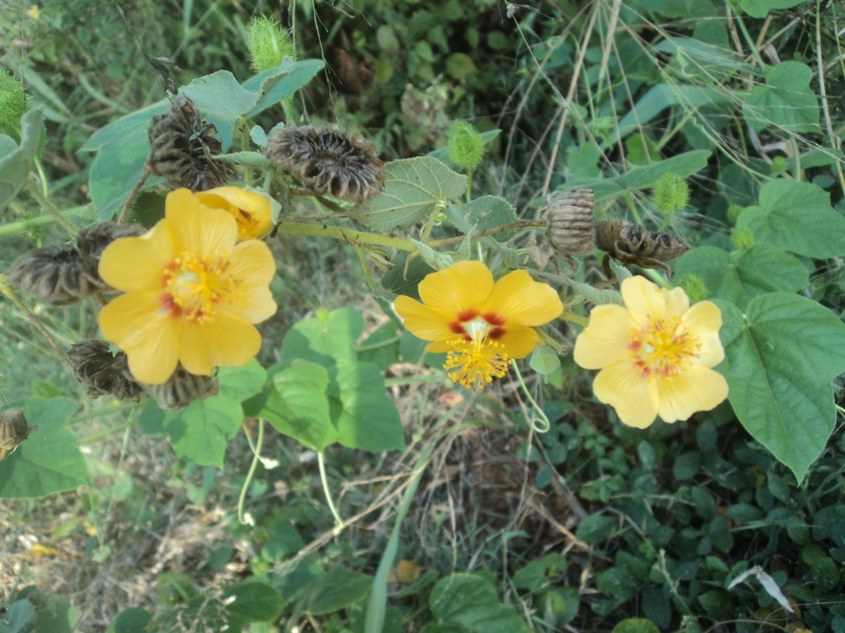 Abutilon hirtum (Lam.) Sweet